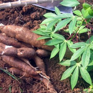 Comment réussir la culture du Manioc