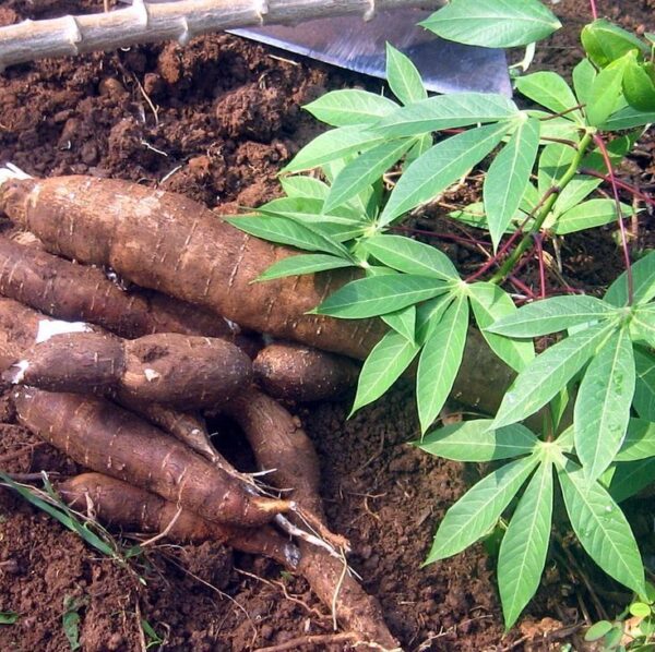 Comment réussir la culture du Manioc