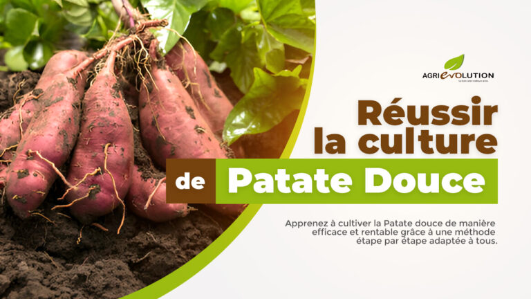 Comment réussir la culture de la Patate