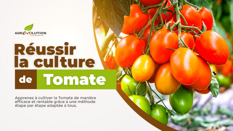 Comment réussir la culture de la Tomate