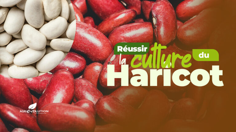 Comment réussir la culture des haricots