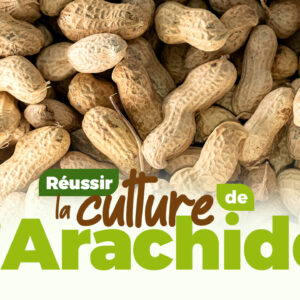 Comment réussir la culture de l'Arachide