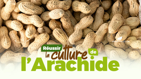 Comment réussir la culture de l'Arachide