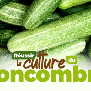 Comment réussir la culture du Concombre