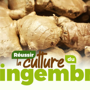 Comment réussir la culture du Gingembre