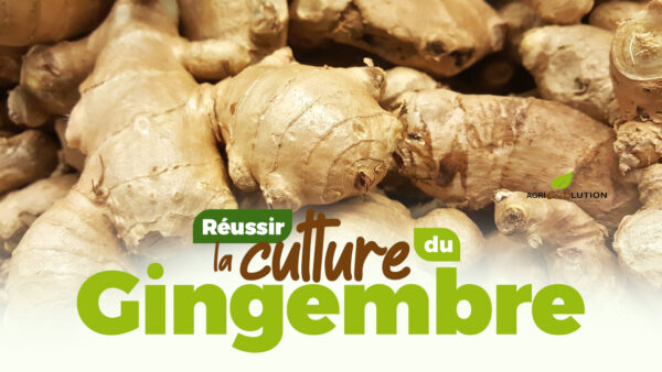 Comment réussir la culture du Gingembre