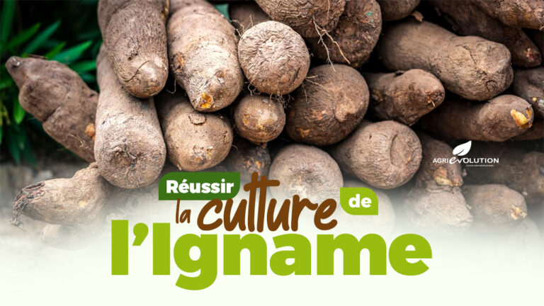 Comment réussir la culture de l’Igname
