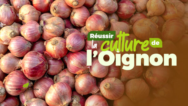 Comment réussir la culture de l'Oignon