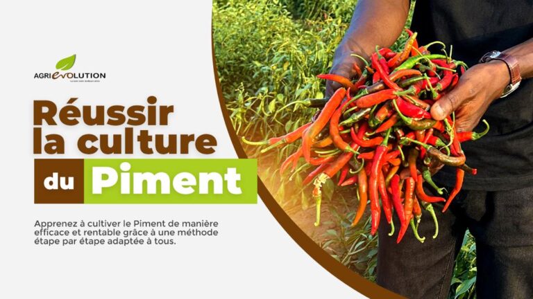 Comment réussir la culture du Piment