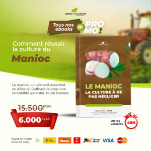 CULTURE DU MANIOC
