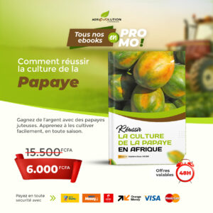 Culture PAPAYE