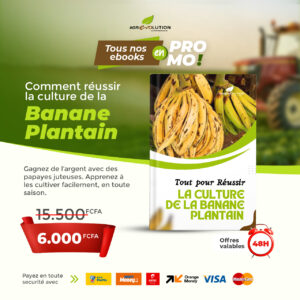Culture BANANE PLANTAIN
