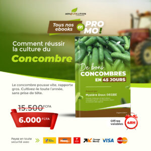 Culture concombres