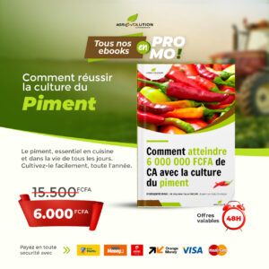 Culture de piment