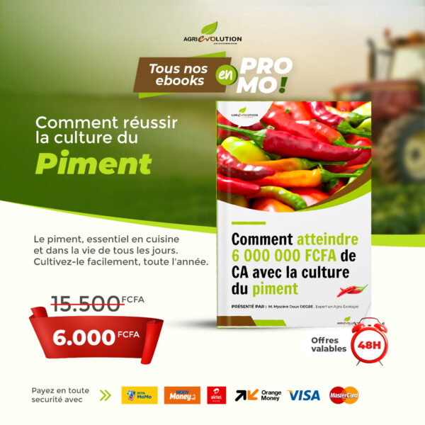 Culture de piment