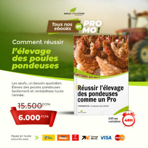 L'ÉLEVAGE DES POULES PONDEUSES