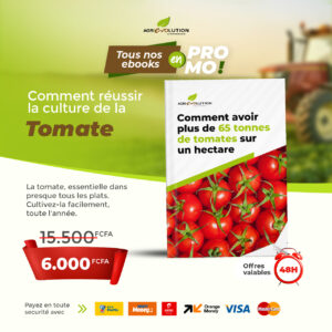 Culture de tomates