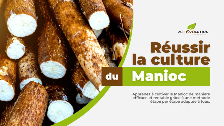 Comment réussir la culture du Manioc