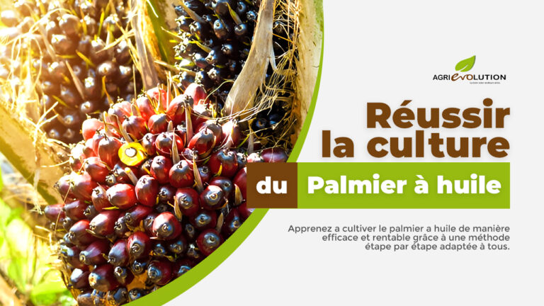 Comment réussir la culture du Palmier à huile